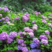 ヒメ日記 2025/06/19 14:09 投稿 アキ 煌-kirameki-