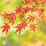 ヒメ日記 2025/09/26 13:20 投稿 アキ 煌-kirameki-