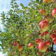 ヒメ日記 2025/11/06 13:44 投稿 アキ 煌-kirameki-