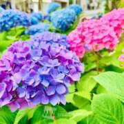 ヒメ日記 2026/06/26 14:13 投稿 アキ 煌-kirameki-