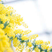 ヒメ日記 2026/03/17 05:24 投稿 小山まゆみ ワイフコレクション