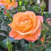 ヒメ日記 2025/07/14 07:50 投稿 れい すごいエステ池袋店