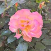 ヒメ日記 2025/07/29 21:20 投稿 れい すごいエステ池袋店