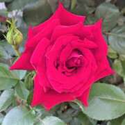 ヒメ日記 2025/09/21 22:14 投稿 れい すごいエステ池袋店