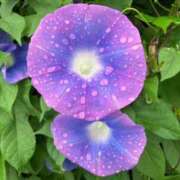 ヒメ日記 2025/08/04 08:12 投稿 芹沼  澪果 MADAM RENA 名古屋