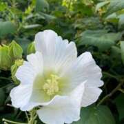 ヒメ日記 2025/10/02 08:12 投稿 芹沼  澪果 MADAM RENA 名古屋