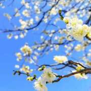 ヒメ日記 2026/02/17 18:12 投稿 芹沼  澪果 MADAM RENA 名古屋