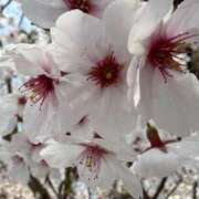 ヒメ日記 2026/03/29 12:22 投稿 芹沼  澪果 MADAM RENA 名古屋