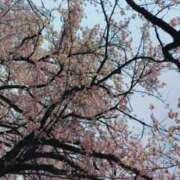 ヒメ日記 2026/03/29 20:42 投稿 芹沼  澪果 MADAM RENA 名古屋