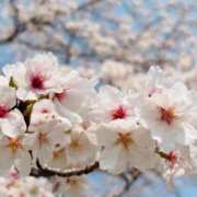 ヒメ日記 2026/03/30 07:22 投稿 芹沼  澪果 MADAM RENA 名古屋