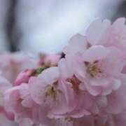 すみれ すみれ復活⸜(* ॑꒳ ॑* )⸝ PHANTOM(ファントム)