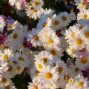 ヒメ日記 2026/03/28 13:04 投稿 はるこ 俺のヤバい妻。(谷九)