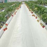 ヒメ日記 2026/01/25 15:50 投稿 ちふゆ プラチナ