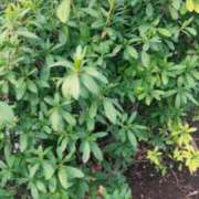 ヒメ日記 2026/02/12 10:58 投稿 れむ 千葉人妻花壇