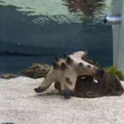 ヒメ日記 2026/01/11 01:09 投稿 あんじゅ 東京メンズボディクリニック TMBC 池袋店