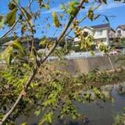 ヒメ日記 2025/10/06 11:23 投稿 やよい 熟女の風俗最終章 八王子店