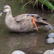 ヒメ日記 2025/10/13 09:41 投稿 やよい 熟女の風俗最終章 八王子店