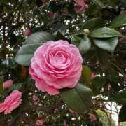 ヒメ日記 2025/06/07 23:00 投稿 大場めぐ 響-HIBIKI-