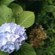 ヒメ日記 2025/06/11 20:56 投稿 みのり奥様 人妻です