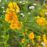 ヒメ日記 2025/05/18 11:48 投稿 ことね 池袋人妻城