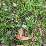 ヒメ日記 2025/06/13 10:21 投稿 ことね 池袋人妻城