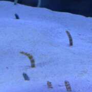 ヒメ日記 2025/10/18 16:40 投稿 あい FAIRY Fukuoka Nakasu