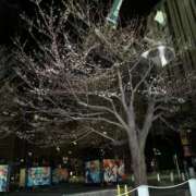 ヒメ日記 2026/03/24 07:40 投稿 るく 黒い金魚（札幌）