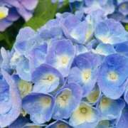 ヒメ日記 2025/06/14 23:48 投稿 みかん 横浜プラチナ（ユメオト）