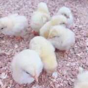 ヒメ日記 2025/07/28 18:04 投稿 ★姫里みり★ CLUB39（クラブサンキュー）