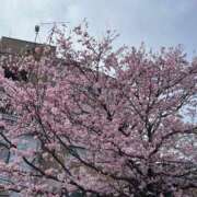 ヒメ日記 2026/04/01 03:51 投稿 ゆな★見惚れる愛され美女 BEPPIN SELECTION ～べっぴんセレクション～