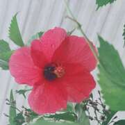 ヒメ日記 2025/10/27 17:03 投稿 天野 ひすい HANA-okinawa-