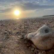 ヒメ日記 2025/10/31 06:12 投稿 天野 ひすい HANA-okinawa-