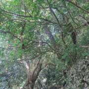 ヒメ日記 2025/11/02 06:03 投稿 天野 ひすい HANA-okinawa-