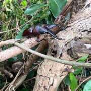 ヒメ日記 2026/08/04 10:13 投稿 天野 ひすい HANA-okinawa-