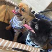 ヒメ日記 2025/10/05 11:09 投稿 結衣(ゆい) チューリップ宇都宮店