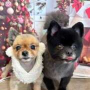 ヒメ日記 2025/12/06 00:44 投稿 結衣(ゆい) チューリップ宇都宮店