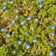 ヒメ日記 2026/04/06 07:11 投稿 えみこ 佐久上田人妻隊