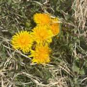 ヒメ日記 2026/04/08 12:16 投稿 えみこ 佐久上田人妻隊