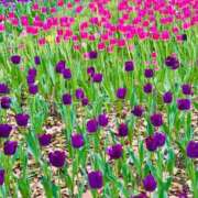 ヒメ日記 2026/04/15 09:39 投稿 えみこ 佐久上田人妻隊