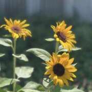 まお 14時出勤✨T様ありがとうございます❤️ 素人妻御奉仕倶楽部Hip's取手店