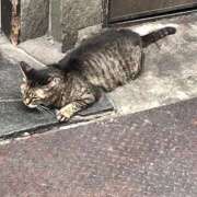 ヒメ日記 2025/09/01 15:51 投稿 栗栖あがさ ハプニング痴漢電車or全裸入室