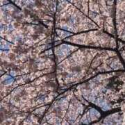 ヒメ日記 2026/04/07 11:15 投稿 さやか【業界未経験】 茨城水戸ちゃんこ