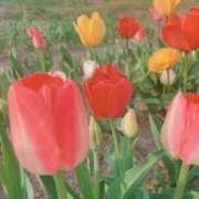 ヒメ日記 2025/07/25 13:01 投稿 大宮りょう ABC 岩手ソープ