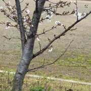 ヒメ日記 2026/03/31 17:33 投稿 柊きょうか 性感回春アロマSPA金沢店