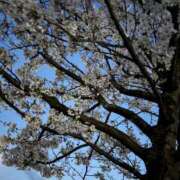 ヒメ日記 2026/04/05 20:33 投稿 柊きょうか 性感回春アロマSPA金沢店