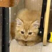 あやか 🎀年内最後のお知らせ🎀 ニュー姫