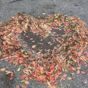 ヒメ日記 2025/10/23 23:50 投稿 かのこ クラブハートDX