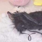 ヒメ日記 2025/11/12 14:39 投稿 とうか E+アイドルスクール　大阪・日本橋店