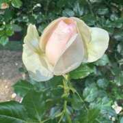 ヒメ日記 2025/05/29 09:28 投稿 もえ 熟女の風俗最終章 沼津店