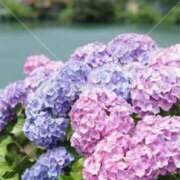 ヒメ日記 2025/06/22 08:31 投稿 ありす 待ちナビ